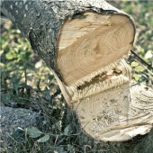 HUSQVARNA 530iPX Batteri stångsåg | Elektrisk kedjeslip på köpet! HUSQVARNA 530iPX Batteri stångsåg | Elektrisk kedjeslip på köpet!